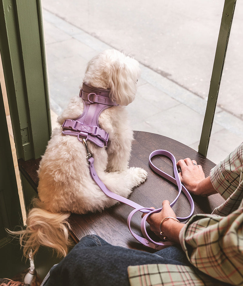 Violet Dog Harness Gala Cafide Pets