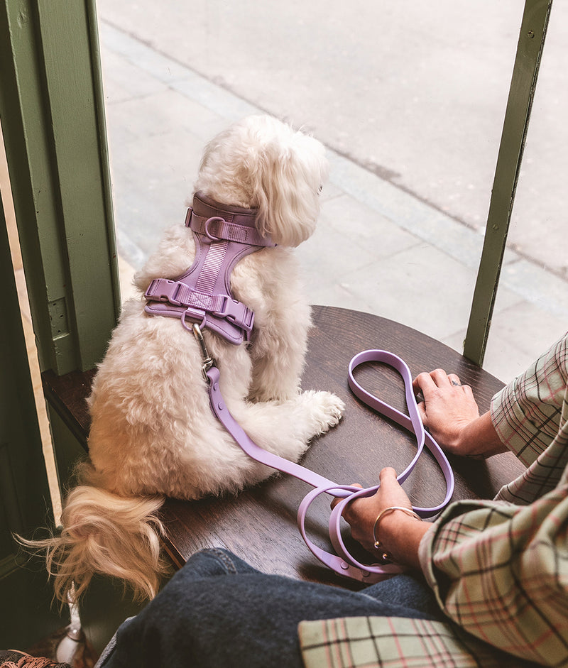 Harnais pour chien Violet, Gala