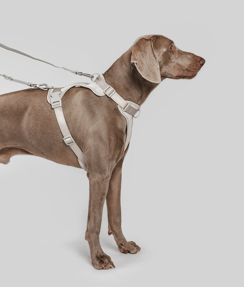 Dog Beige Harness, Gala