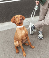 Collier pour chien beige, Gala