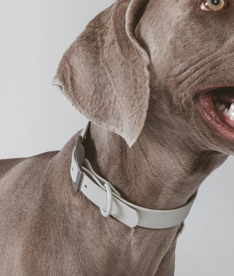 Beige Dog Collar, Gala 