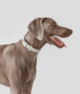 Beige Dog Collar, Gala 