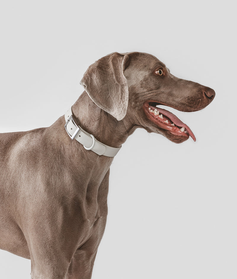 Collier pour chien beige, Gala