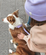 Collier pour chien violet, Gala