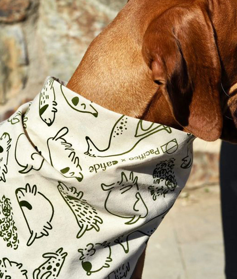 Bandana pour chien solidaire, lévrier