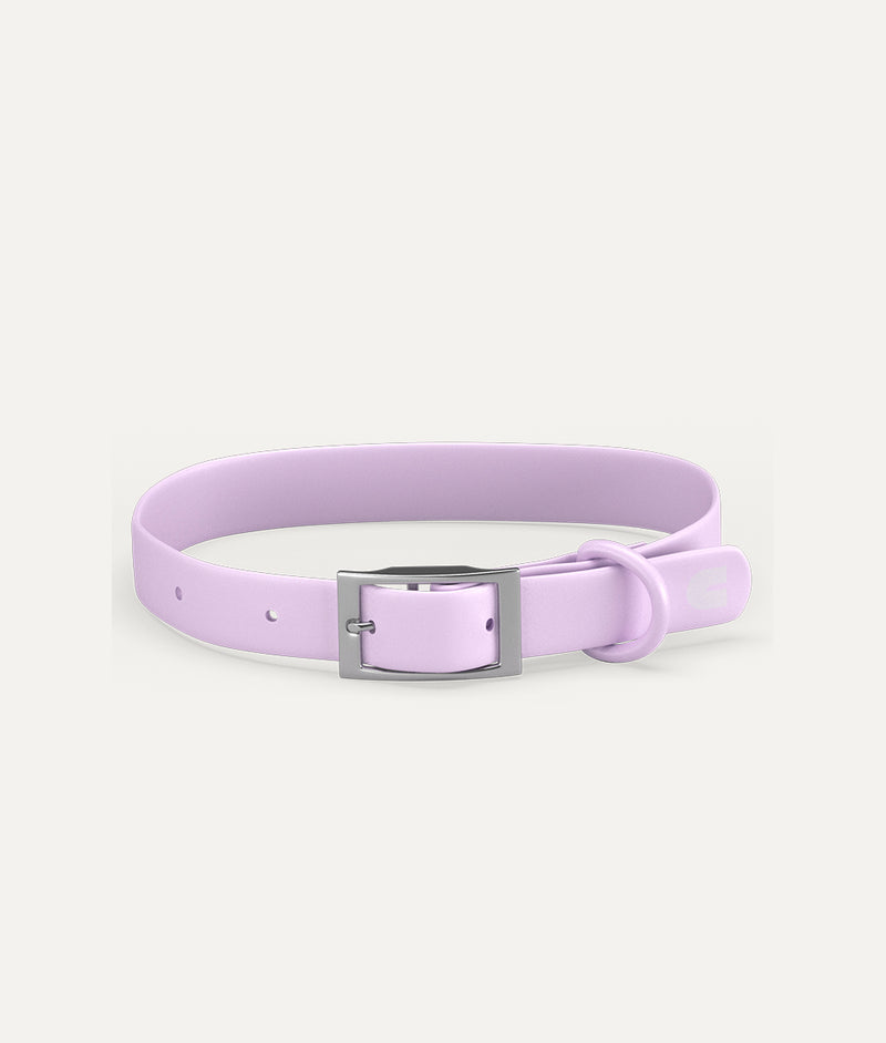 Collier pour chien violet, Gala